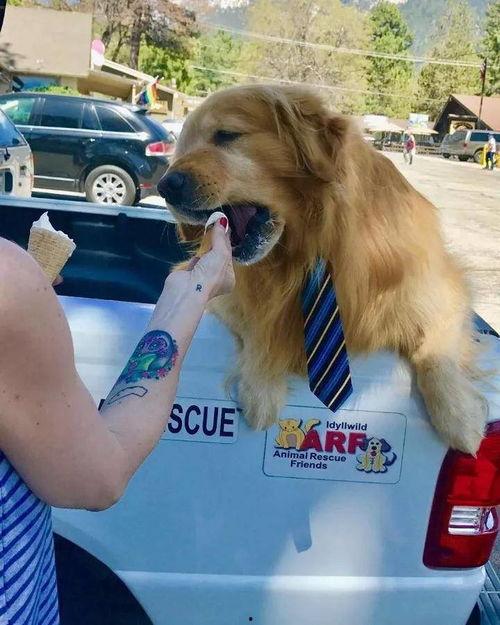 金毛市长娱乐吃瓜酱,揭秘娱乐圈幕后故事